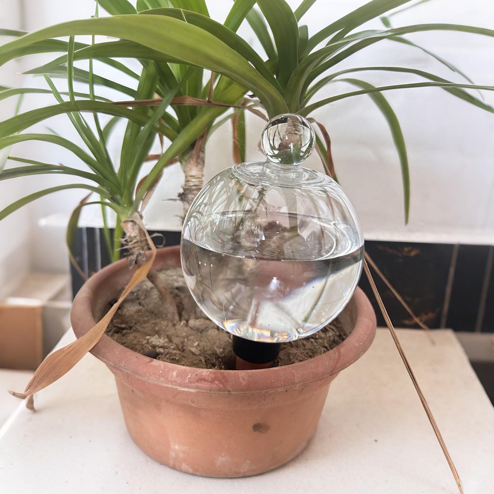 植物散水用ボール 4個入り 500ml 透明自動給水グローブ - Echeveria Succulent のレビューと価格