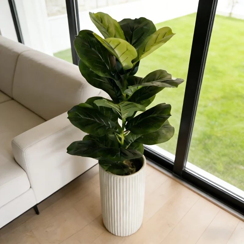 オフィス、ホテル、カフェ、結婚式、自宅、パーティーなどの装飾 - Ficus Lyrata Tree のレビューと価格
