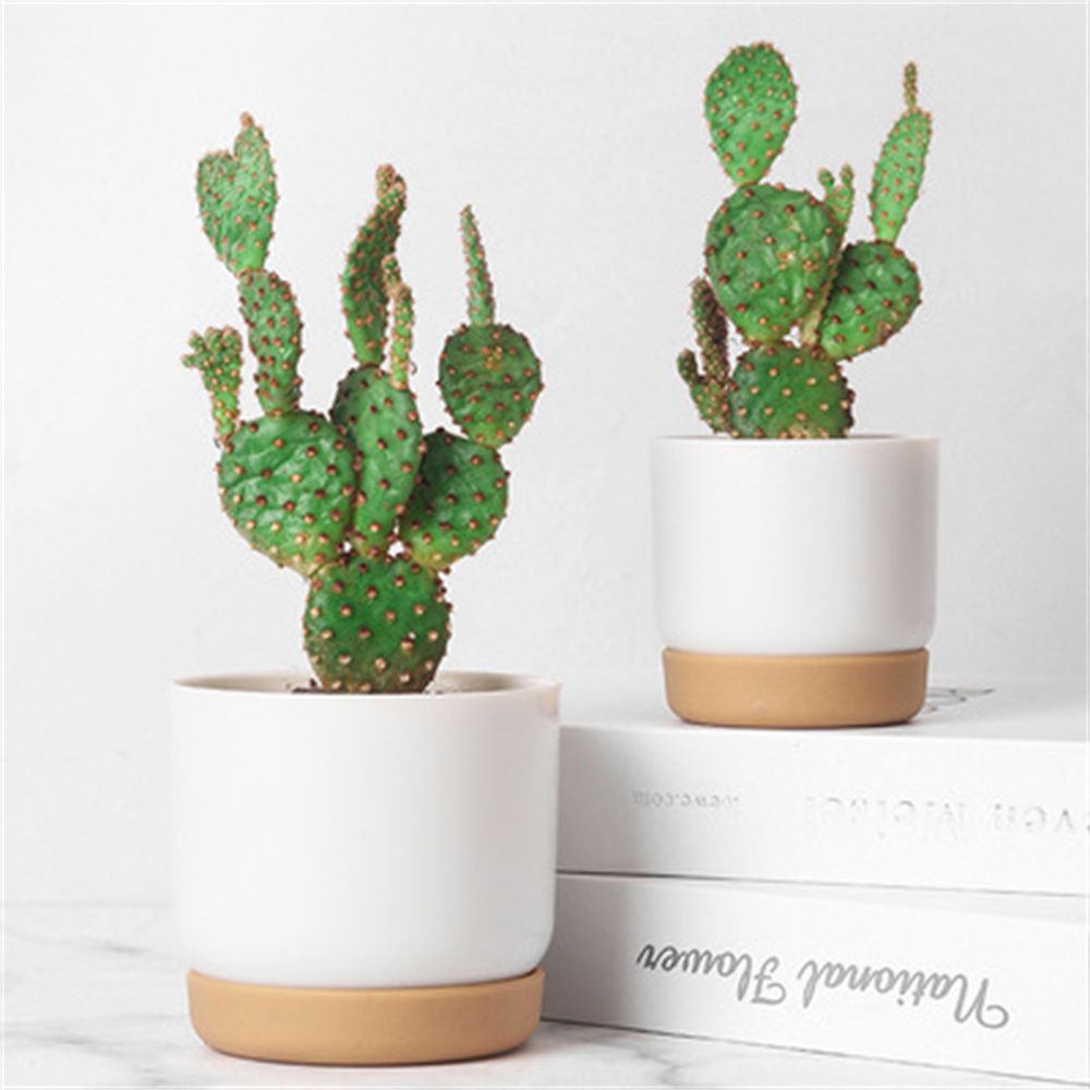 丸い緑色の植物園芸用品、自動給水機能付き排水穴付き蘭鉢、屋内 - Aloe Vera Pot のレビューと価格