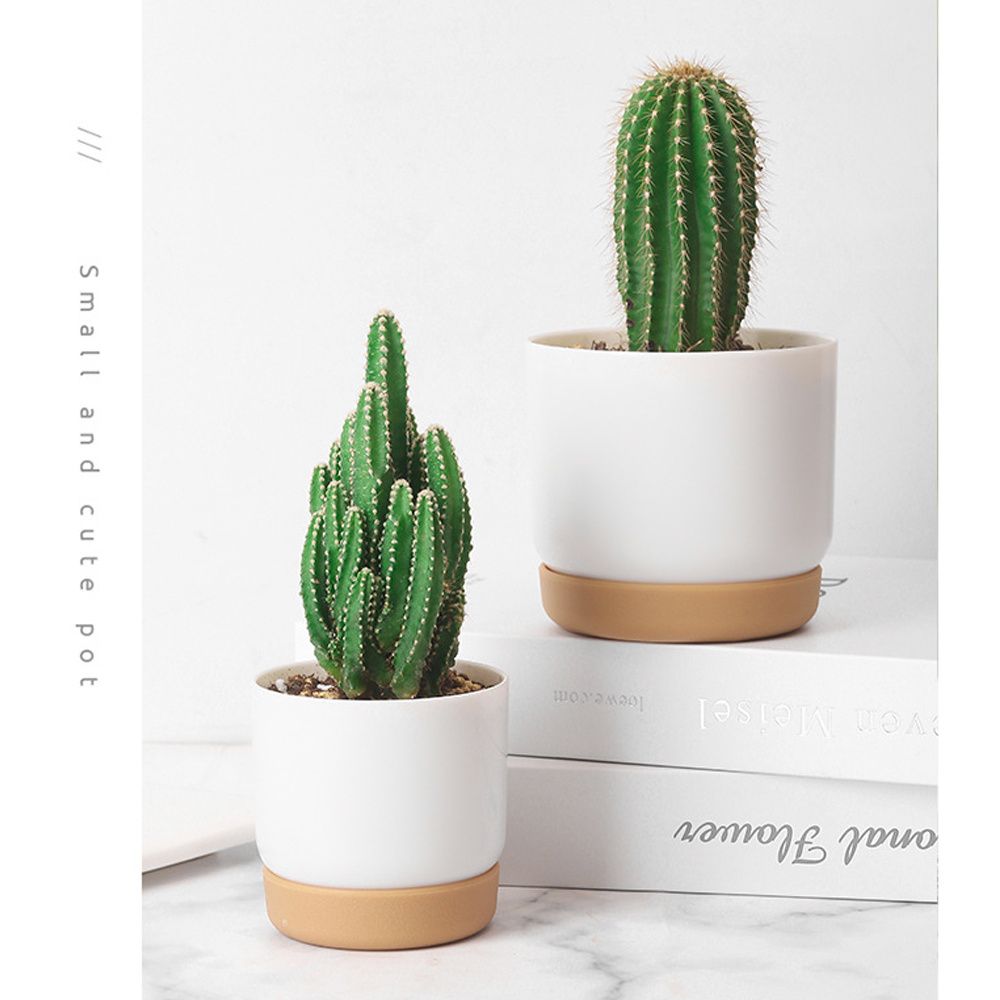 丸い緑色の植物園芸用品、自動給水機能付き排水穴付き蘭鉢、屋内 - Aloe Vera Pot のレビューと価格