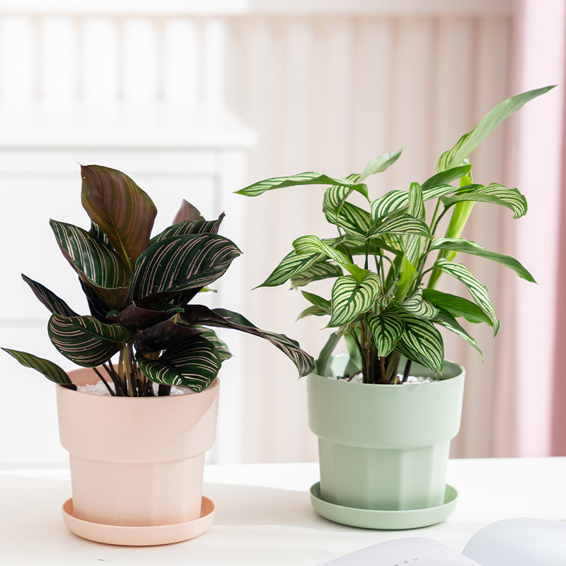 北欧ミニマリストスタイル グリーンラディッシュ多肉植物プラン - Aloe Vera Pot のレビューと価格