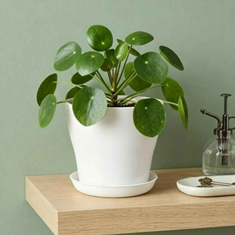 排水穴とマッチングトレイ付きの植木鉢セット PP樹脂製 カラ - Echeveria Succulent のレビューと価格