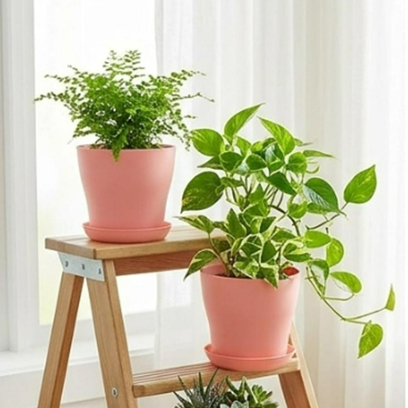排水穴とマッチングトレイ付きの植木鉢セット PP樹脂製 カラ - Echeveria Succulent のレビューと価格